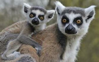 Lemur HD Wallpaper