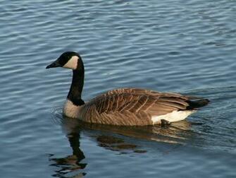 HD Water Animals Wallpaper