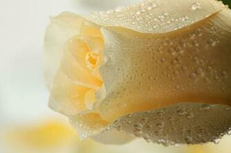 White Rose Wallpaper High Definition Quality