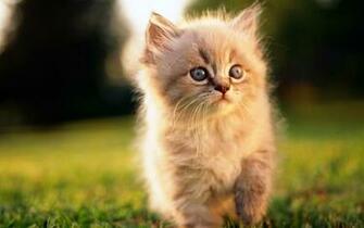 Cute Cats Wallpaper Cool