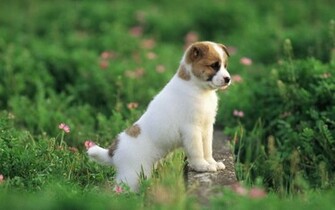 Pretty Dog Wallpaper Puppies
