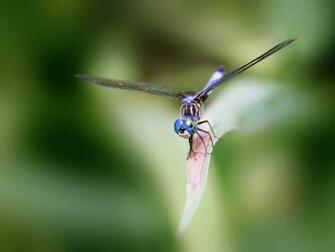 Wallpaper Dragonfly