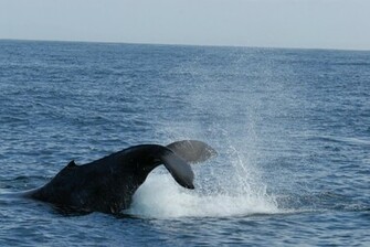 Url Smscs Photo Humpback Html