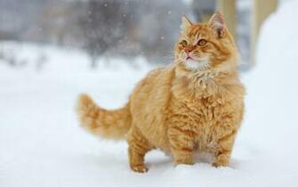 Fluffy Orange Kittens HD Wallpaper Background Image
