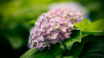 Flowers Macro HD Wallpaper