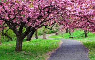 Cherry Blossom Tree Wallpaper