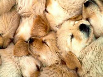 Tags Dog Golden Retriever