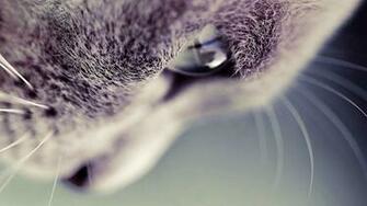 Cats HD Wallpaper High Definition Quality