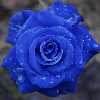 Flowers Pictures Wallpaper Red Roses