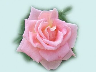 Beautiful Pink Roses Wallpaper