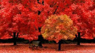 Autumn Yellow Park HD Picture Wallpaper Size Amazingpict