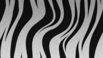 Zebra Stripes Wallpaper Digital Art
