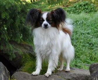 Papillon Dog Cool HD Wallpaper Dogbreedswallpaper