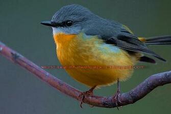 Beautiful Wallpaper Robin Bird