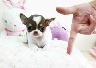 Chihuahua Teacup Puppy Micro