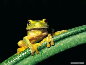 Frog Wallpaper Frogs