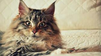 Ib26 HD Quality Maine Coon Cats Wallpaper