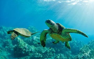 Sea Turtles Maui Hawaii Computer Wallpaper Desktop
