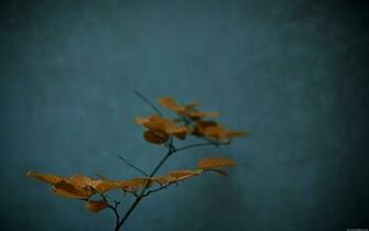 Zen Wallpaper Widescreen