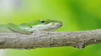 Lizard HD Wallpaper