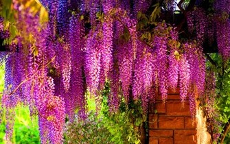 Colorful Wisteria Wallpaper