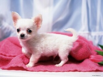 Chihuahua Teddybear64 Wallpaper