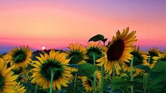 Sunflower Field Desktop Background Is Cool Wallpaper M O D In