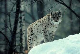 Animal Lynx Wallpaper