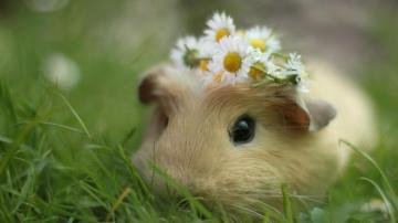 Cute Animal Wallpaper
