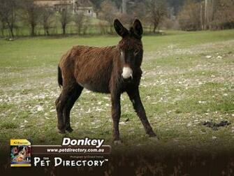 Animal Desktop Wallpaper Donkey