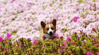 Gallery Funny Corgi Lobster