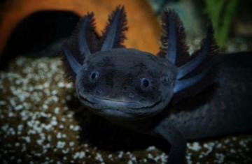 Most Popular Baby Black Cute Axolotl Lee Dii