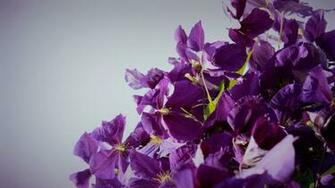 Desktop Wallpaper Flowers Widescreen
