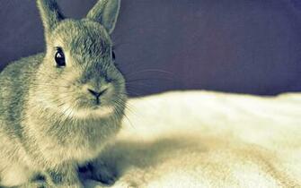 HD Wallpaper S Beautiful Baby Rabbits