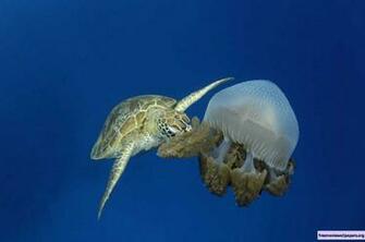 Under The Sea 3d Wallpaper Moallpapers Org