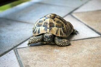 Tortoise Wallpaper For Android Apk