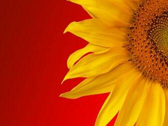 Sunflower Wallpaper