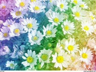 Daisies