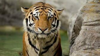 Youwall Cute Tiger Wallpaper