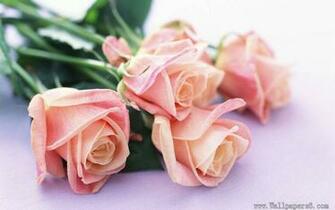 A Bunch Of Flower Pink Rose Wallpaper