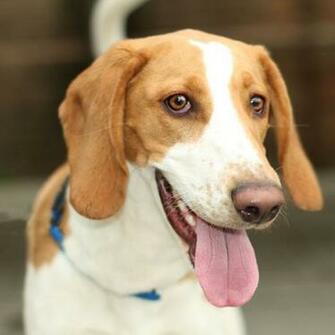 American Fox Hound Dog Photo English Foxhound Puppy All Puppies