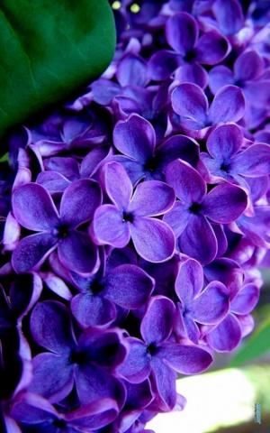 Purple Lilac Flower Wallpaper iPhone 3d