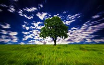 Hypno Tree Desktop Pc And Mac Wallpaper