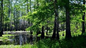 Swamps Wallpaper