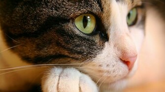 Cat Eyes Wallpaper HD
