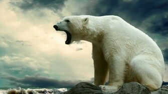 Wallpaper Polar Bear High Quality Idiot Dollar