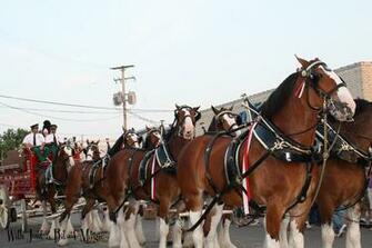 Budweiser Clydesdale Horses