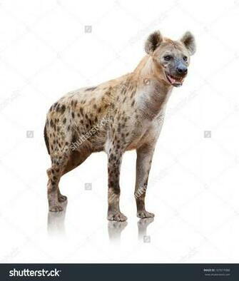 Portrait Of A Hyena On White Background Oh Ink