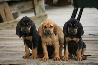Bloodhound HD Wallpaper To For Your Mobile Computer