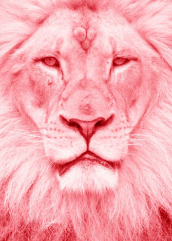 Pink Lion Framed Art Print By Glitch Vector Black Medium